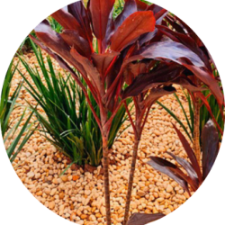 Leidiane Torezan - Síndica